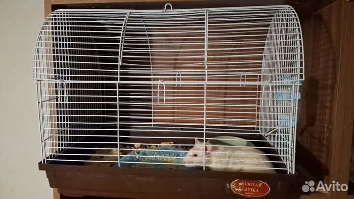 Крыса с клеткой