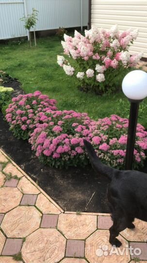 Продаются растения очитки (седумы)