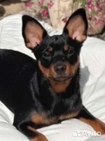 Той-терьер метис цвергпинчера