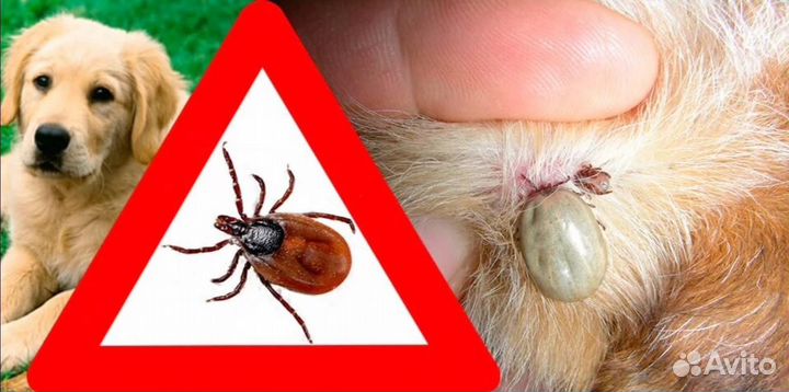 Обработка собак от клещей