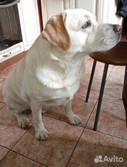 Кобель лабрадора вязка