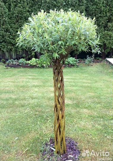 Плетенные деревья из ивы