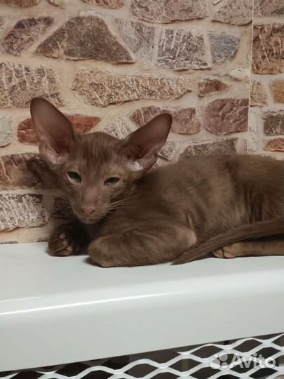 Ориентальная