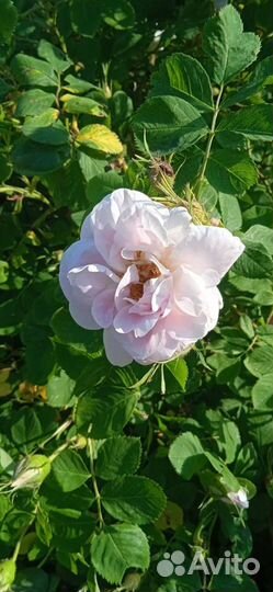 Кустовые розы