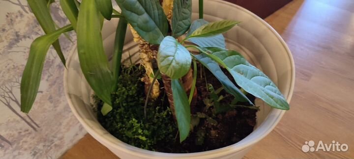 Юкка. Комнатное/офисное растение