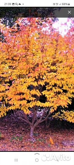 Корнус Коуза(Cornus Kousa)