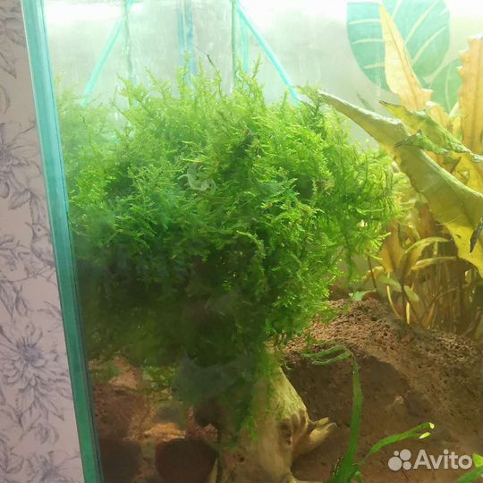 Рождественский мох, мох феникс