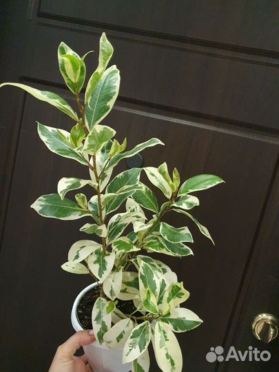 Фикус Альбомаргината