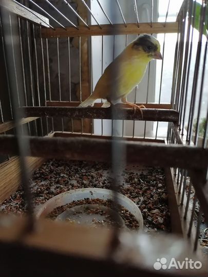 Кенара и канарейки