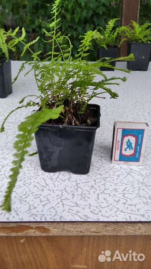 Редкие садовые растения