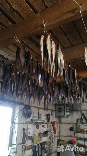 Вобла вяленая(бесплатно) слабой соли с икрой