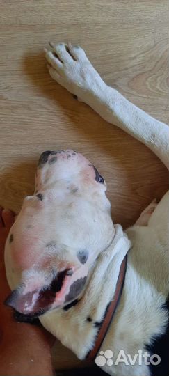 Питбуль на вязку