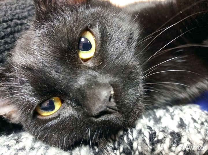 SOS котёнок мальчик коричневый метис потеряшка