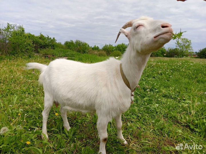 Коза 1.3 года