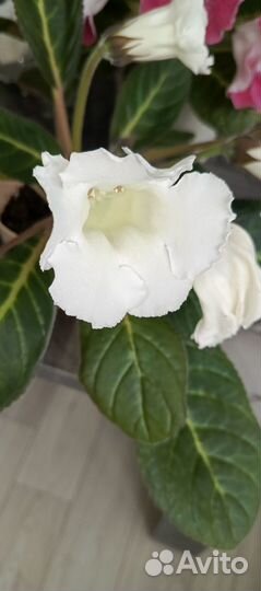 Глоксиния цветущая