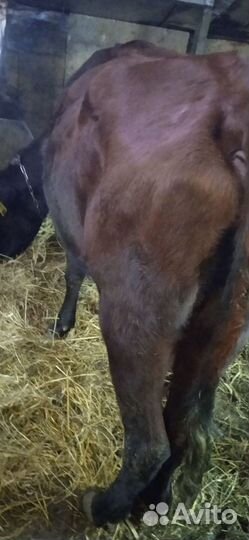 Коровы породистые