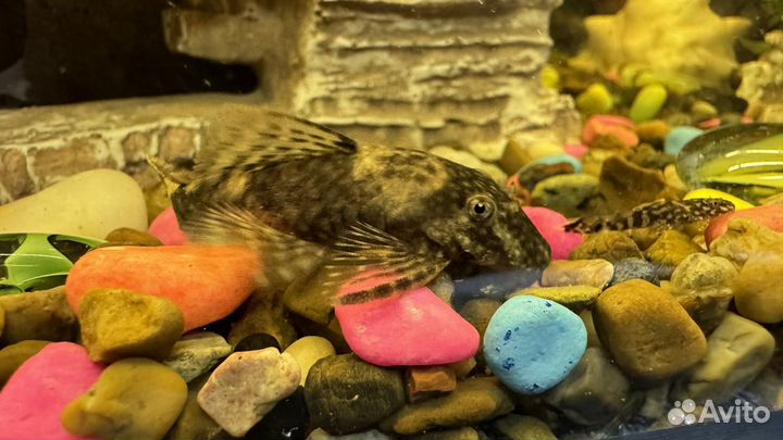 Мальки Сомики анциструсы