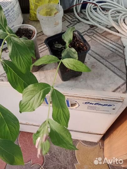 Вегейла розовая