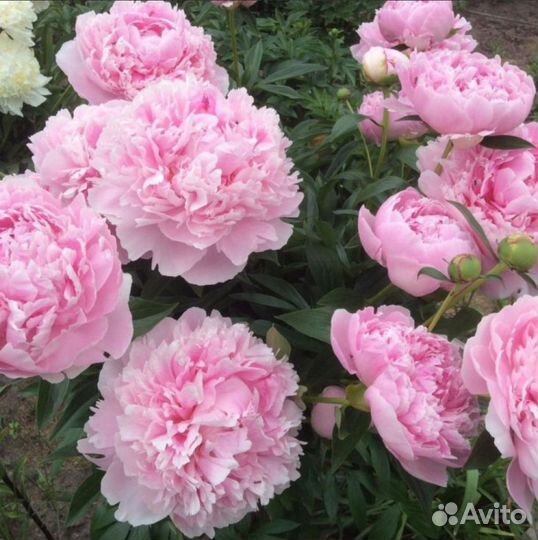 Пион Сара Бернард