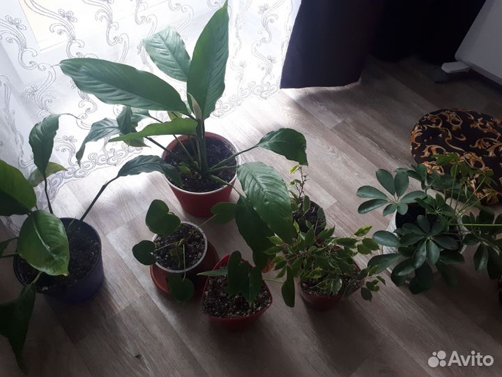 Комнатные растения цветы