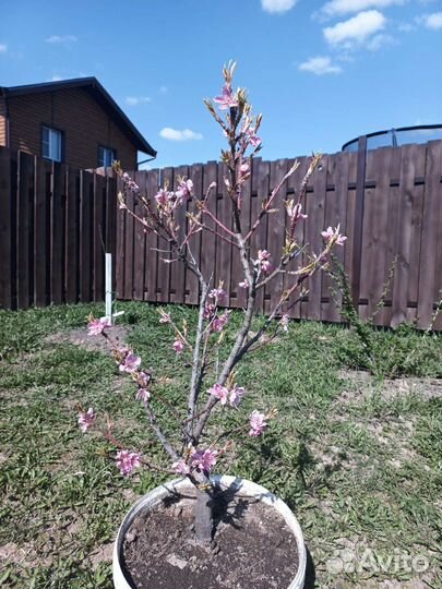 Саженцы персика