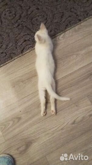 Кошка в дар