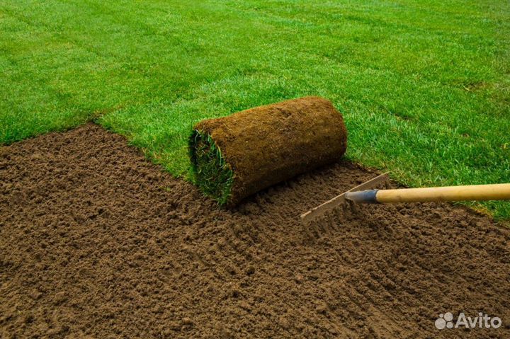 Рулонный газон