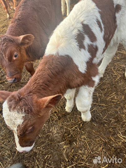 Крепкие телята бычки быстрая доставка