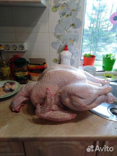 Индейка, курица, утка, жир гуся