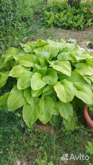 Декоративные растения для сада