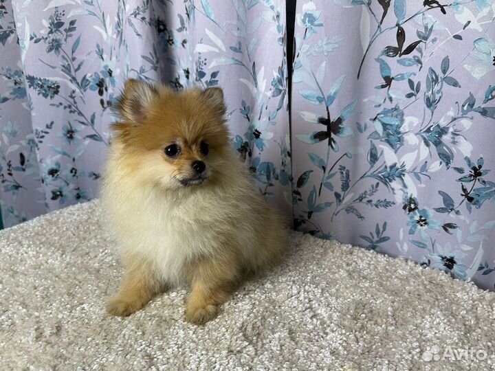 Немецкий шпиц девочка РКФ