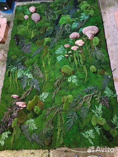 Мох стабилизированный оптом и в розницу