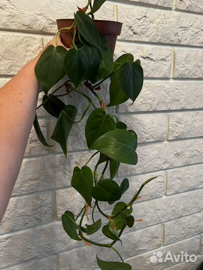 Филодендрон Бразил