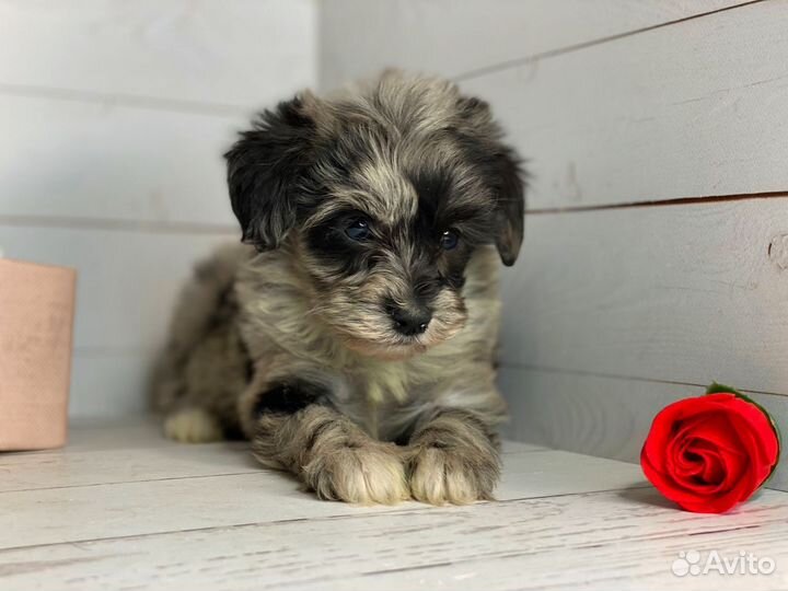 Мальтипу f1 мерле