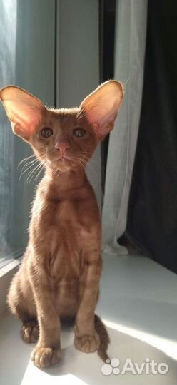 Ориентальный котенок мальчик