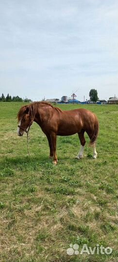 Продажа лошадей