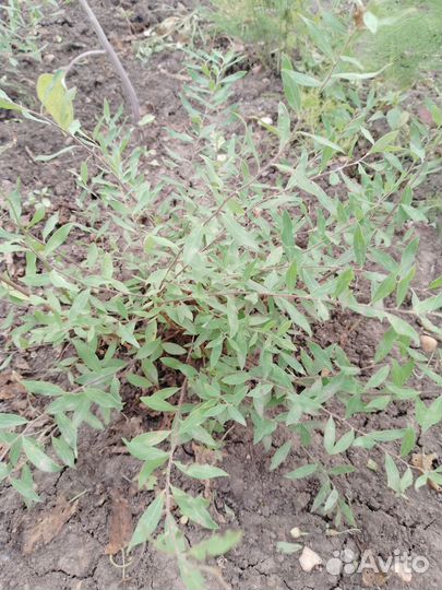 Спирея серая