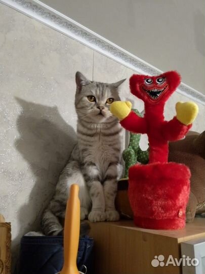 Шотландская