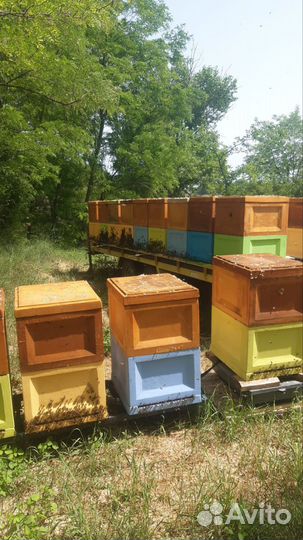 Мёд с личной пасеки