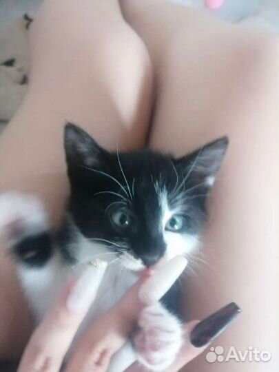 Кот