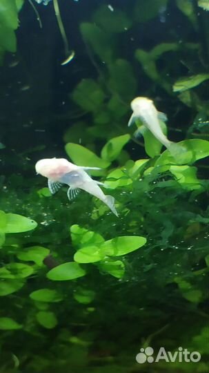 Сомики анциструсы