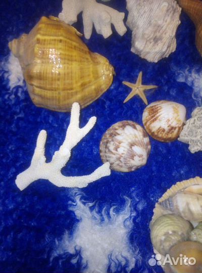 Ракушки морские