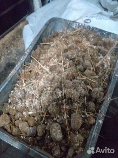 Конский навоз. Мульча