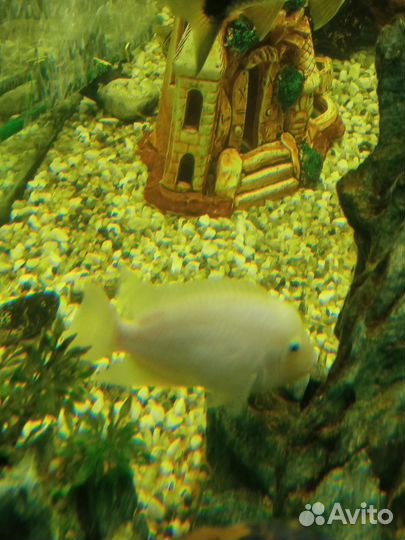 Рыба. Цихлид. Обмен