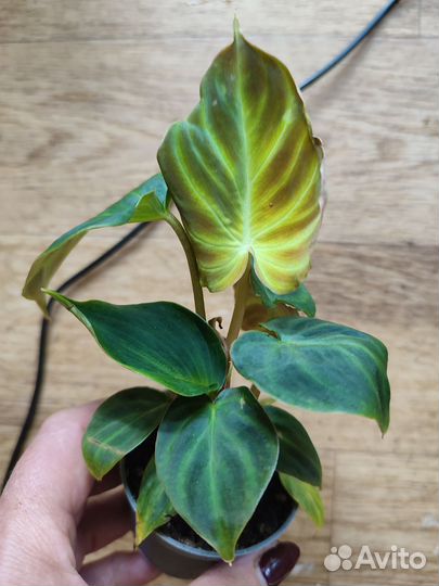 Филодендрон Верокозум