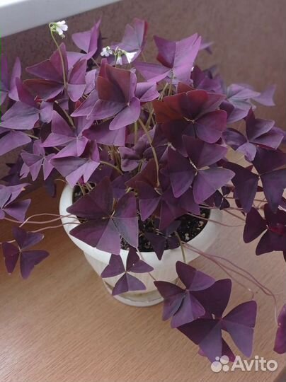 Кислица оксалис