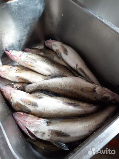 Рыбалка на катере, троллинг. Аренда катера