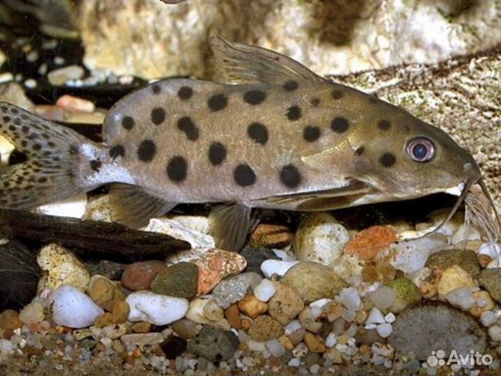 Сом синодонтис 9-10 см