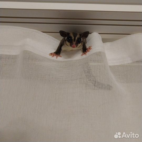 Экзотические домашние животные