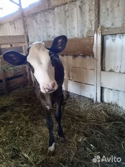 Телята телочки